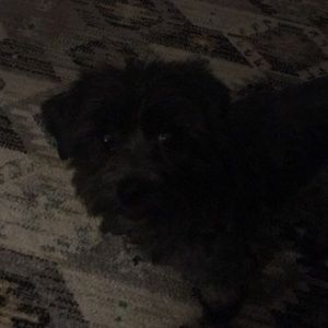 Meet your Posher, Veronica